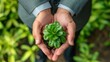 Businessman's hands holding green plants together symbolizing cooperation in green business. Cooperation in developing organizational systems green business company