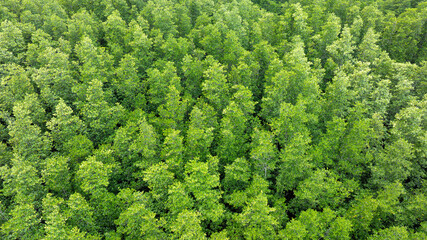 Wall Mural - aerial view of dark green forest Abundant natural ecosystems of rainforest. Concept of nature forest preservation and reforestation	
