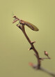 A mantid lacewing (Mantispidae spp.) on a twig with blurred green background, Australia
