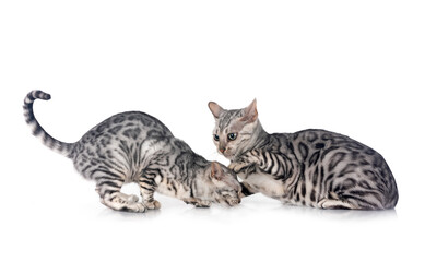 Canvas Print - bengal kitten in studio