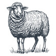 Sheep farm animal, vintage woodcut drawing vector