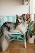© Lightsy/Stocksy - Dog sitting in a terrace's chair