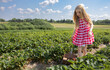© Bethany Birnie/Stocksy - Strawberry Picking Girl