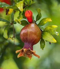 Poster - small pomegranate fruit on a tree branch.