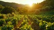 Sunset over a lush vegetable farm. Serene agricultural landscape with rows of leafy greens. Sustainable farming and peaceful rural life concept. Design for environmental magazine, farm-to-table
