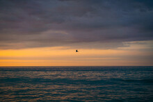 Bird Silhouette In The Ocean
