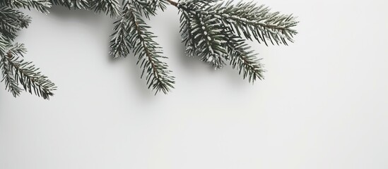 Canvas Print - A close-up black and white photograph showcasing the intricate details of a pine branch against a crisp white background. The contrast highlights the elegant and natural beauty of the branch.