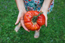 Big Organic Tomato In Hand