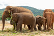 © Helen Rushbrook/Stocksy - Rescued elephants eating at a sanctuary in Thailand.