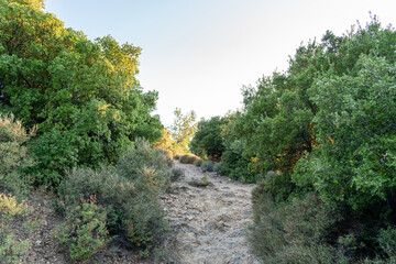 Canvas Print - Mountain pathway, Potos, Thasos, Greece