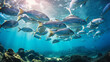 School of fish underwater photo Gulf of Mexico Can