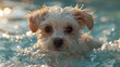 © LomaPari2021 - a white puppy swimming in the swimming pool, in the style of light,generative ai