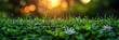 Fresh Spring Green Grass Bokeh Sunlight, HD, Background Wallpaper, Desktop Wallpaper
