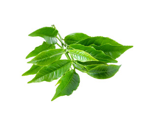 Poster - Green tea leaf transparent png