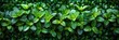 Green Nature Background Grass, HD, Background Wallpaper, Desktop Wallpaper