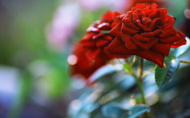 Wall Mural - Plants and flowers macro. Detail of petals and leaves at sunset. Natural nature background.