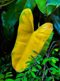 Fototapeta Tulipany - Vivid yellow heart shape leaf in the garden for  love or romance concept and idea
