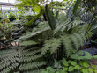 © Leigh Love/Stocksy - Green Tropicals Including Ferns and Palms In A Nursery Greenhouse