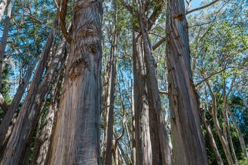 Eucalyptus is a genus of more than 700 species of flowering plants in the family Myrtaceae. Hosmer Grove Campground Haleakalā National Park Maui Hawaii