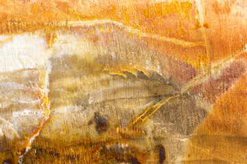 Polished Colorful Petrified Wood (Araucaria)  