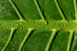© Shava Cueva/Stocksy - Macro closeup of a green leaf with drops