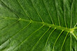 © Shava Cueva/Stocksy - A green leaf covered with water droplets