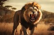 A fierce lion roaring in the savanna.