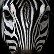 zebra, tier, black, weiß, band, dekor, haut, wild, säugetier, beschaffenheit, safari, wild lebende tiere, natur, fell, tierpark, gestreift, kopf, band, beeindruckend, horse, gesicht, detail, portrait,