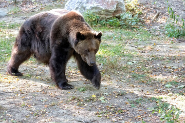 brown bear in the forest