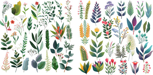  Illustration isolated, eucalyptus, exotic, tropical plants