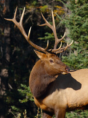 elk portrait at sunset.