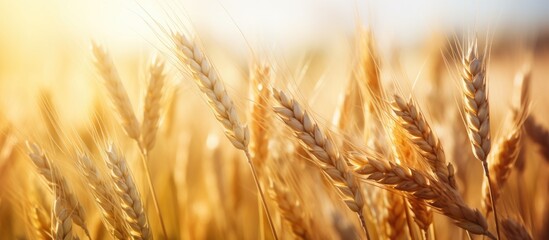 Wall Mural - A close-up view of a vast field of wheat during the early summer season. The image reveals golden wheat spikelets basking in the sunlight with a shallow depth of field, highlighting the intricate