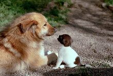 Dog And Puppy