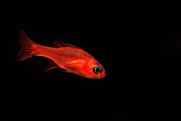 Canvas Print - Ruby Cardinalfish (Apogon crassicepsis)