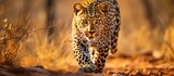 A young African leopard gracefully prowling across a dry grass-covered field in the wilderness of southern Africa. The leopards sleek movements captivate observers as it navigates the untouched nature