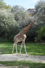 Poster - Girafe dans un zoo