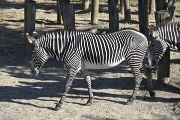 Wall Mural - Zèbre dans un zoo