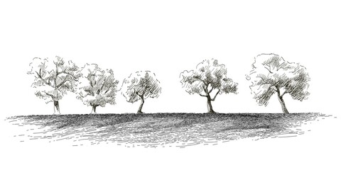 Wall Mural - Grass on the fields hill landscape. Set of fruit trees: olive, apple, plum, apricot. Orchard, grove. Realistic black and white vintage sketch illustration