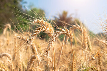 Poster - Wheat close up. Wheat field. Background of ripening ears of wheat.