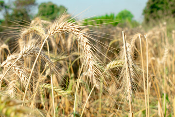 Poster - Wheat close up. Wheat field. Background of ripening ears of wheat.