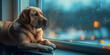 golden retriever dog, Dog labrador looking at window Pensive animal observing the garden