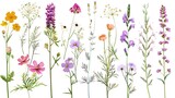 Fototapeta Kwiaty - Wild field herbs flowers plants. Watercolor bouquet collection - illustration with green leaves, branches and colorful buds. Wedding stationery, wallpapers, fashion, backgrounds, prints. Generative Ai