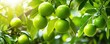Green organic lime citrus fruit hanging on tree