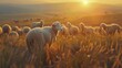 Group of sheep during the sunset