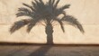 The shadow of a date palm cast upon a plain wall, representing sustenance and the breaking of the fast in its simplest form