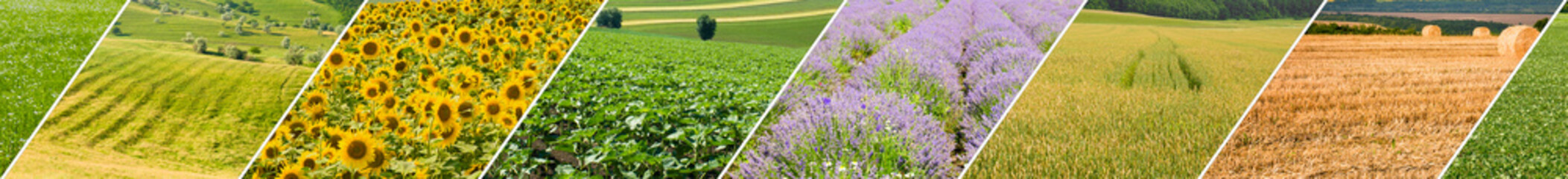 Wall Mural - Fields with agricultural crops. Photo Collage. Wide photo.