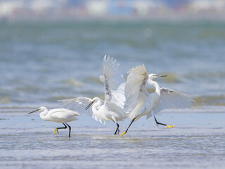 Poster - Two Little Egrets fighting on the beach