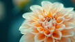 Soft focus on a beautiful orange dahlia flower in full bloom against a dark background. The petals are delicate and the colors are vibrant.
