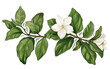 Vinca Foliage Decal: Nature-Inspired Sticker isolated on transparent Background