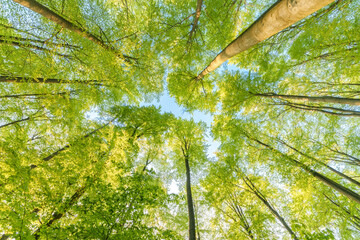 Wall Mural - a great view up into the trees direction sky, sunstars, fresh green and blue sky, treetops, Germany